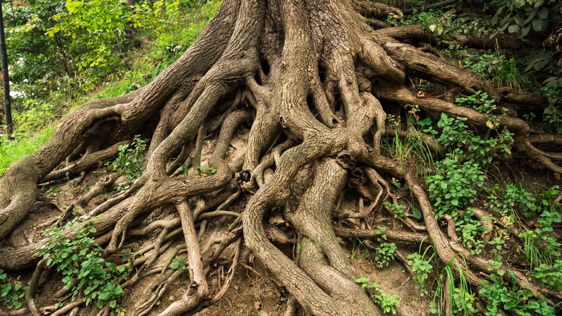 Tree Roots That Get Stuck In Drains Tree Roots Stuck Drains