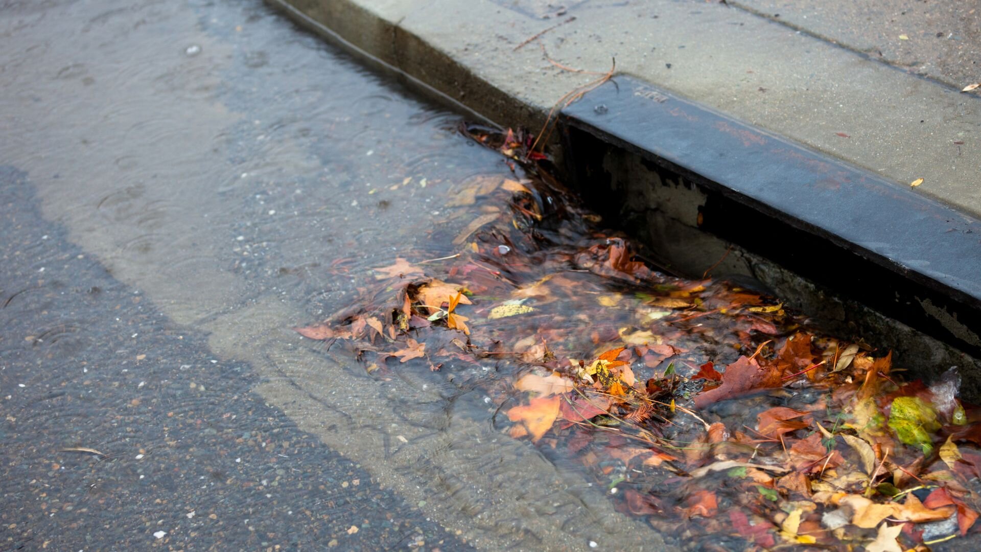 Leaves Clogging Stormwater Drain Leaves Clogging Stormwater Drain