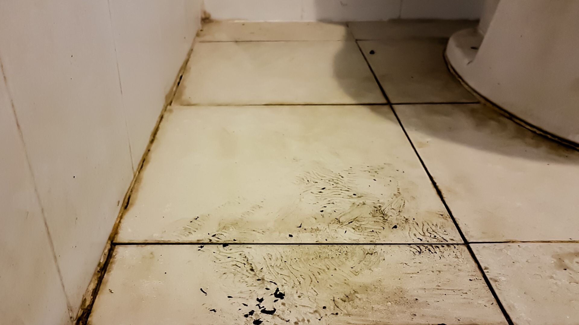 Mould From Toilet Leak Mould Toilet Leak