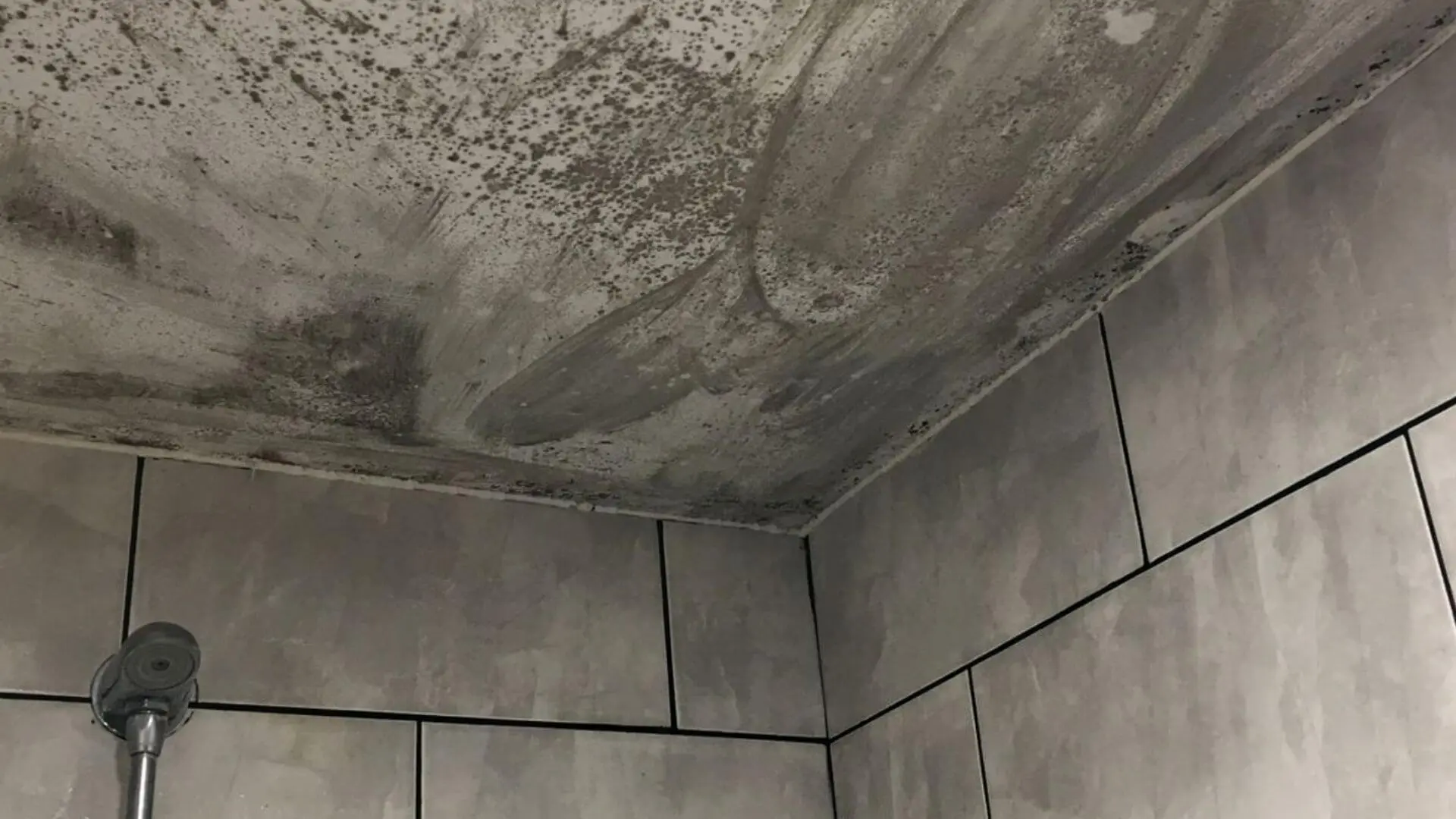 Mould Cure (Black Mould Remover) - Black Mould Removal for Walls & Ceilings