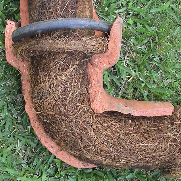 Sewer Tree Root Sewer Tree Root