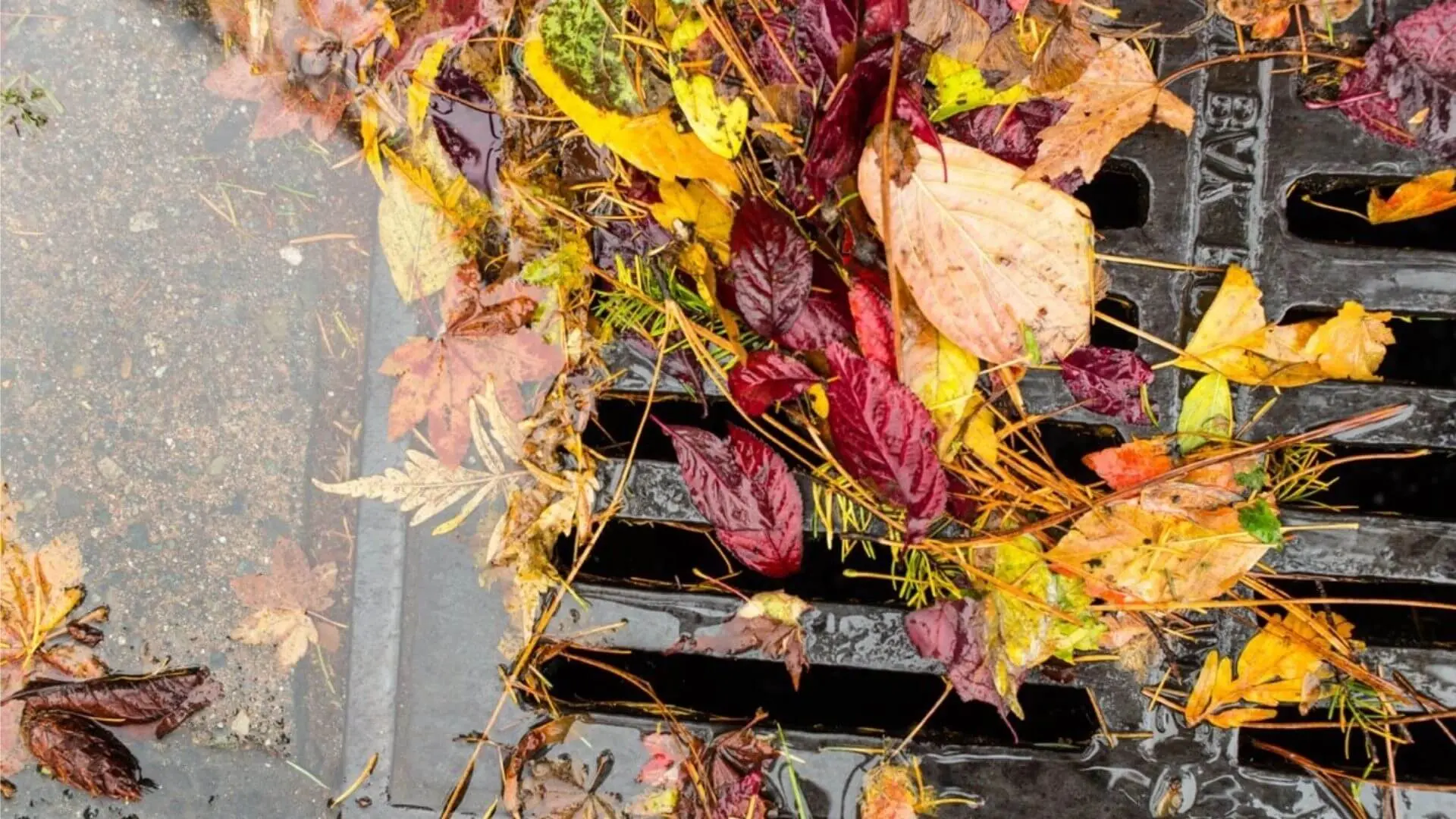 Why Is My Drain Overflowing? & How To Fix Drains‐ WP Plumbing