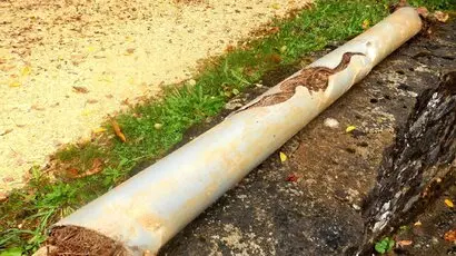 7 Signs Of Tree Roots In Pipes And What To Do 7 Signs Of Tree Roots In Pipes And What To Do