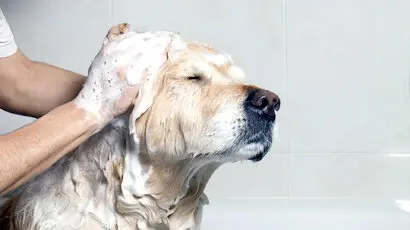 Washing Your Pet Without Clogging Your Drain