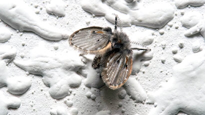 Drain Flies: Eliminate The Pests For Good! Drain Flies: Eliminate The Pests For Good!