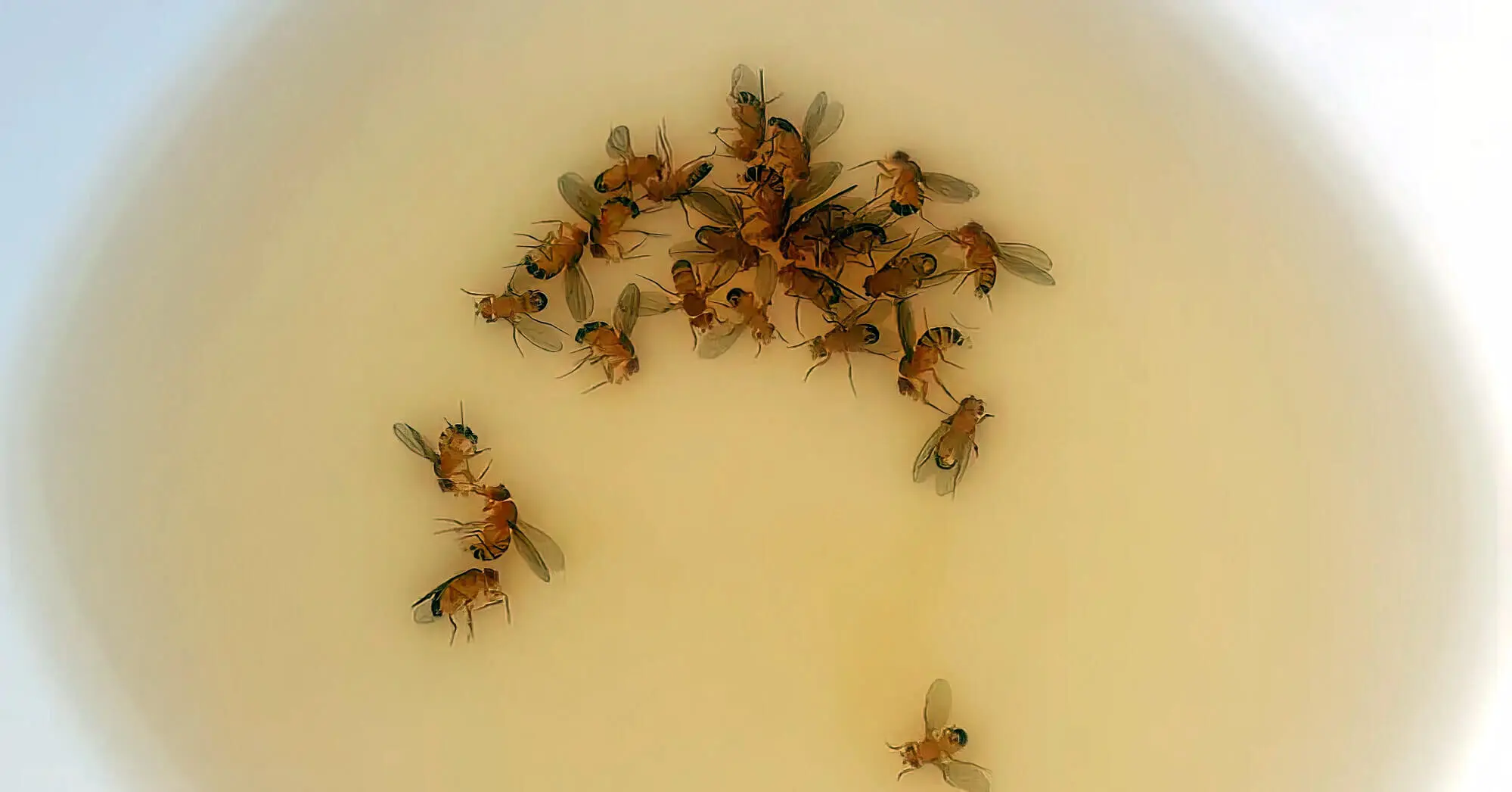 Drain Flies In A Group 