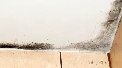 How to Handle Mould and Mildew After a Burst Pipe