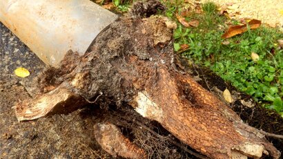 How CCTV Inspections Spot Tree Roots Invading Pipes How CCTV Inspections Spot Tree Roots Invading Pipes